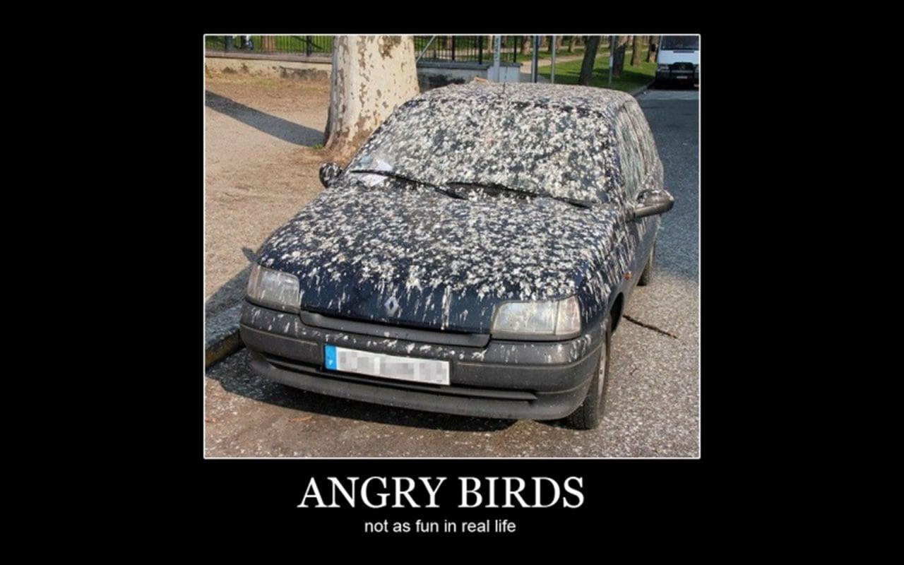 Angry-Birds-Car-Meme