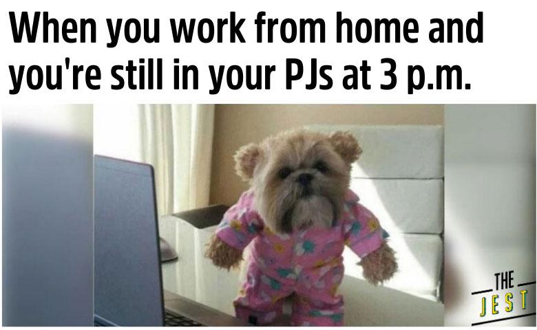 funny-work-from-home-meme-with-dog-in-pajamas