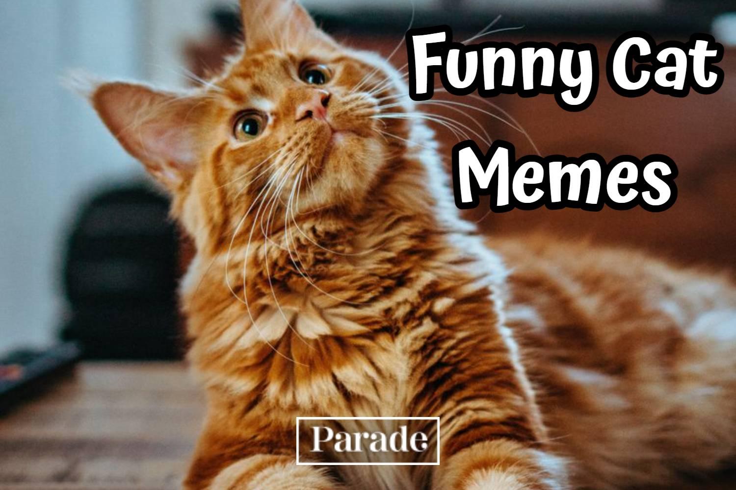 funny kittens memes
