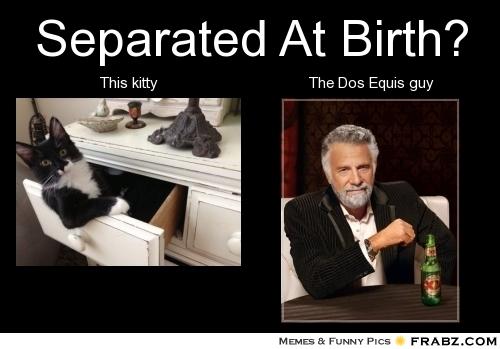 67399742-frabz-Separated-At-Birth-This-kitty-The-Dos-Equis-guy-c0d20e