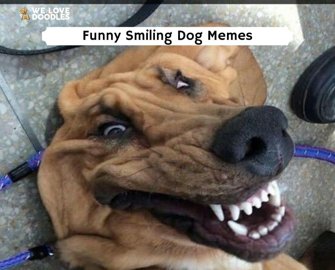 smiling animal meme