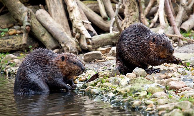 tas-medium-wildlife-beavers-660x396